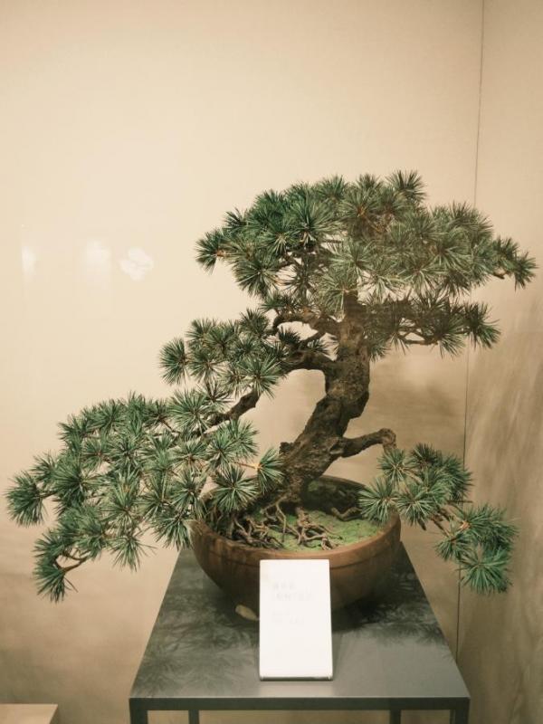 苍松凝古韵，通草映青春