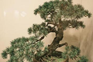 '苍松凝古韵，通草映青春